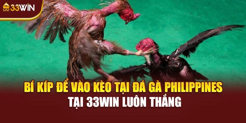 Bí kíp để vào kèo tại đá gà Philippines tại 33win luôn thắng