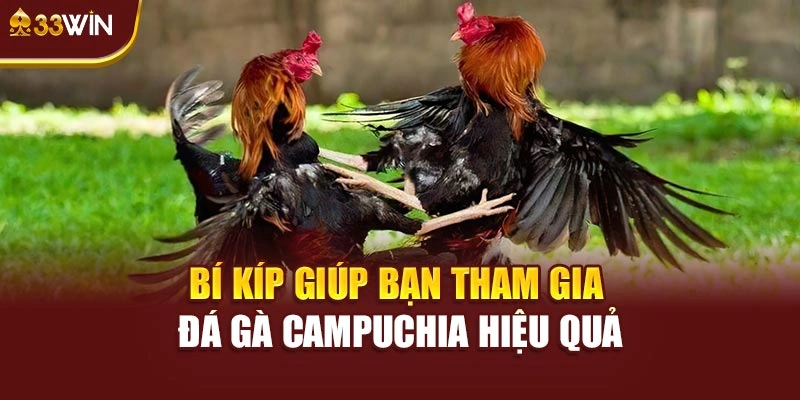 Bí kíp giúp bạn tham gia đá gà Campuchia hiệu quả