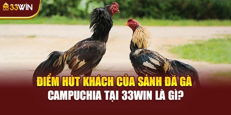 Điểm hút khách của sảnh đá gà Campuchia tại 33win là gì?