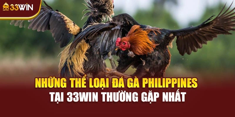 Những thể loại đá gà Philippines tại 33win thường gặp nhất