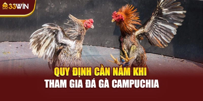 Quy định cần nắm khi tham gia đá gà Campuchia