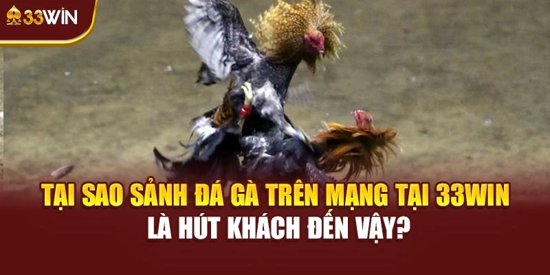 Tại sao sảnh đá gà trên mạng tại 33win là hút khách đến vậy?