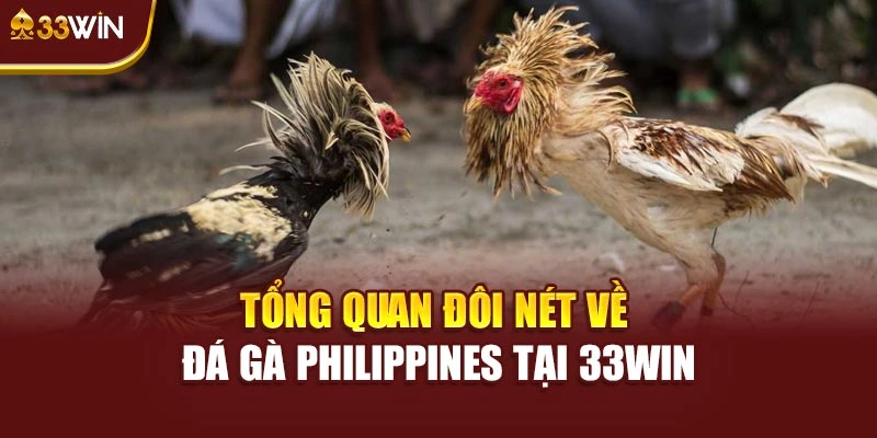 Tổng quan đôi nét về đá gà Philippines tại 33win
