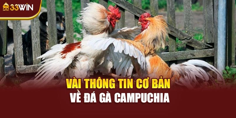 Vài thông tin cơ bản cần nắm rõ về đá gà Campuchia