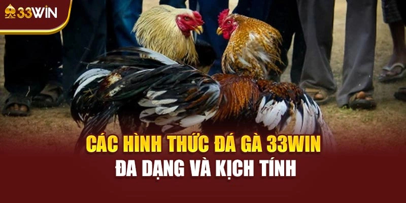 Các hình thức đá gà 33WIN đa dạng và kịch tính