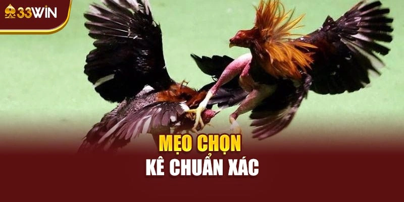 Mẹo chọn chiến kê chuẩn xác cho cược thủ
