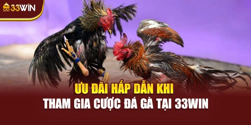 Ưu đãi hấp dẫn khi tham gia cược đá gà tại 33WIN